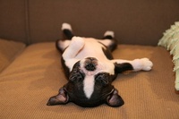 Let sleeping dogs lie - even upside down? 
