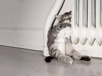 Just to persuade the catnation - Rately isn't just for dogdom. Cutest kitten?  
